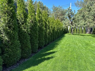 Fototapeta premium A hedge of green thuja on a sunny day. Landscaping in the yard lawn grass and green spaces. Landscaped yard among pine trees.