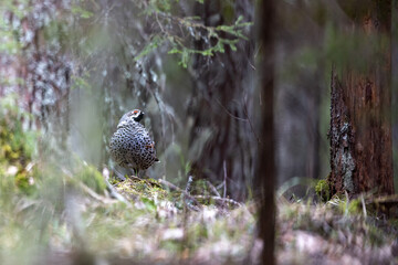 Hazel grouse in the wild forest. Spring wedding of forest birds. Wildlife of the north and birds living in coniferous and mixed forests. The hazel grouse sings. Hunting. Hunting for hazel grouse.