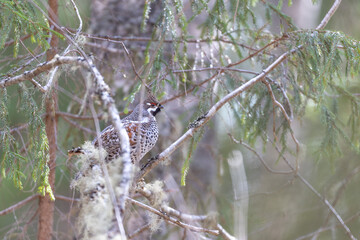 Hazel grouse in the wild forest. Spring wedding of forest birds. Wildlife of the north and birds living in coniferous and mixed forests. The hazel grouse sings. Hunting. Hunting for hazel grouse.