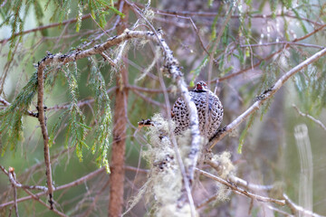 Hazel grouse in the wild forest. Spring wedding of forest birds. Wildlife of the north and birds living in coniferous and mixed forests. The hazel grouse sings. Hunting. Hunting for hazel grouse.