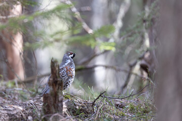 Hazel grouse in the wild forest. Spring wedding of forest birds. Wildlife of the north and birds living in coniferous and mixed forests. The hazel grouse sings. Hunting. Hunting for hazel grouse.
