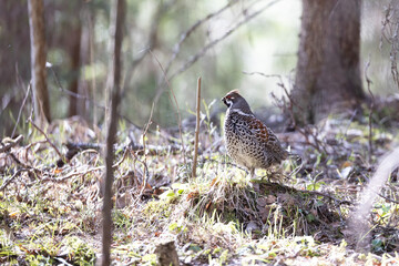 Hazel grouse in the wild forest. Spring wedding of forest birds. Wildlife of the north and birds living in coniferous and mixed forests. The hazel grouse sings. Hunting. Hunting for hazel grouse.