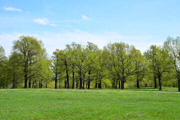 Fototapeta premium grassland with a few trees and a blue sky in the background 
