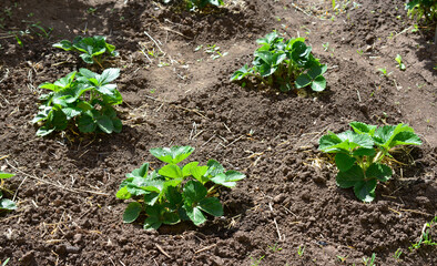a field with a few strawberry plants top view 
