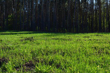 a field of grass with a forest background copy space horizon line 