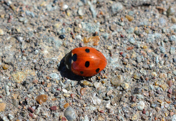 a ladybug is on the ground with a dots on its back close up