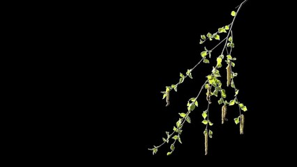 Young tree branch with sprouted green leaves with alpha channel spring landscape in sunny weather