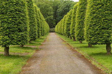 Hornbeam Carpinus betulus cut to shape