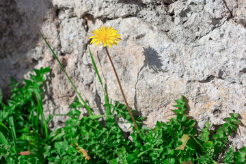 Yellow dandelion on the background of a stone wall and green grass