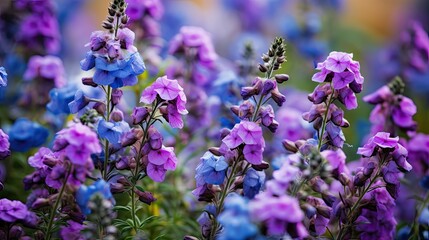 Obraz premium violet purple and blue flowers