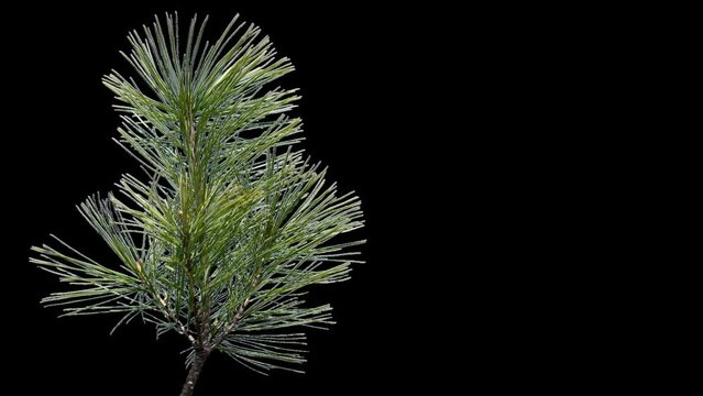 A branch of pine cones on a transparent background sways in the soft wind. Autumn landscape. Coniferous tree isolated.
