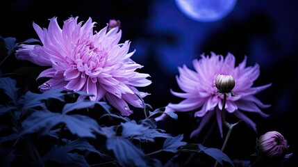 petals purple moon
