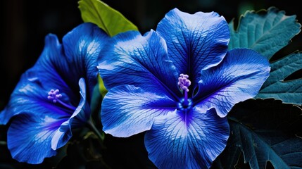 petals blue tropical