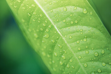 Raindrops on fresh green leaves on natural lush. Macro photo of water droplets on leaves texture....