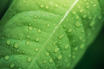 Raindrops on fresh green leaves on natural lush. Macro photo of water droplets on leaves texture. Closeup waterdrop on green leaf in soft sunlight tranquil ecology. Summer, spring nature background