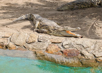 Uśmiech gada. © Janusz