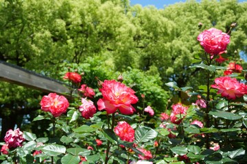 Fototapeta premium 赤いバラの花