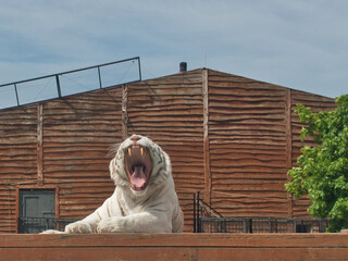 Senność drapieżnika. © Janusz