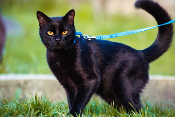Photo of a black cat on a leash. Cat walking. 