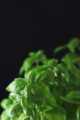 A bunch of basil in low key