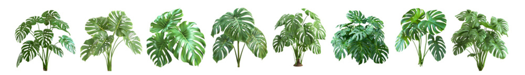Pack of Monstera Leaves on Transparent background - Ai Generated