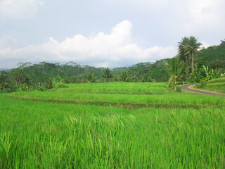 green field view at central java Indonesia