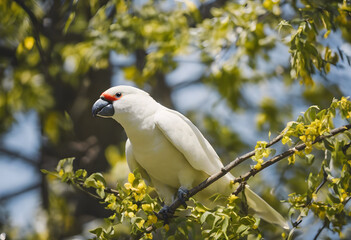 Long-billed Corella Perched on a Branch Amid Spring Blossoms