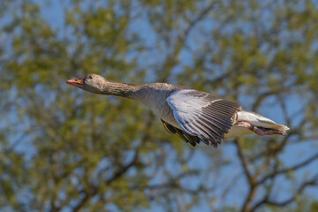 Extreme close up of greylag Goose in flight in high resolution