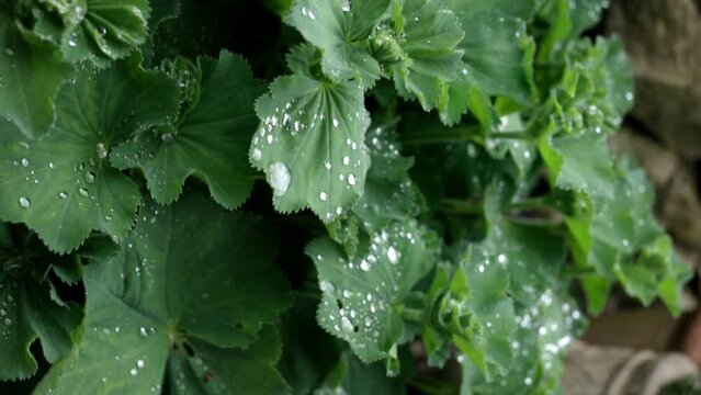 Lady's mantle Alchemilla after a rain with lots of water droplets and water beads 