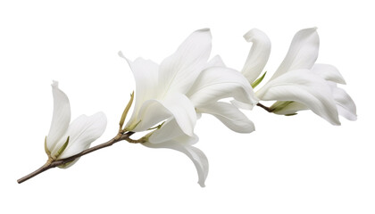 white magnolia flower isolated on transparent background cutout