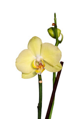 yellow orchid isolated on white