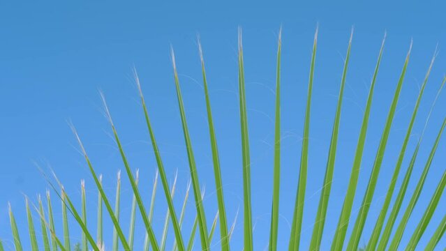 tropical leaf African Sabal fan palm gracefully sways in wind close-up, natural beauty tropics, tropical atmosphere in advertising travel agencies, hotels, airlines, food and beverages