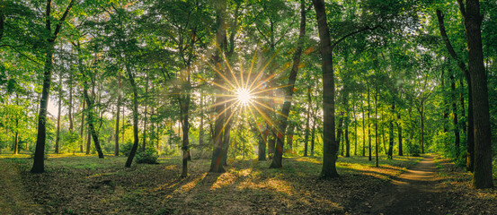 Beautiful sunlight in green forest. Majestic morning rays in tranquil forest hiking pathway. Green nature calming summer warm day. Panoramic scenic fresh green deciduous trees, recreational landscape