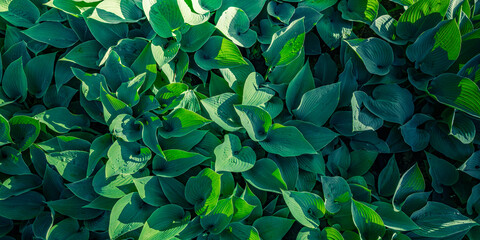 Green leaves panorama. Fresh tropical Green leaves panoramic wallpaper. Calm peaceful serene...