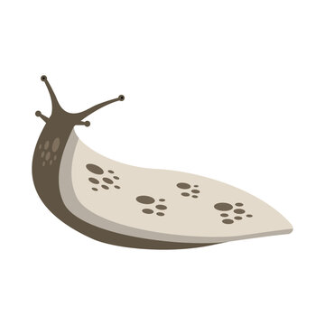 Slug flat vector illustration on white background