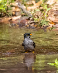 Jungle Myna (Acridotheres fuscus) bird bathing at the water body in rain forest.