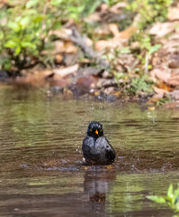 Jungle Myna (Acridotheres fuscus) bird bathing at the water body in rain forest.	
