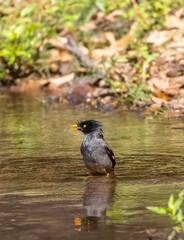 Jungle Myna (Acridotheres fuscus) bird bathing at the water body in rain forest.