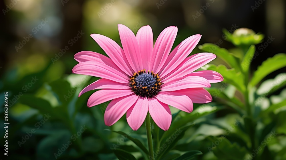 Poster bloom pink flower