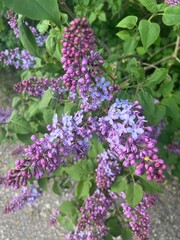 flowers in the garden