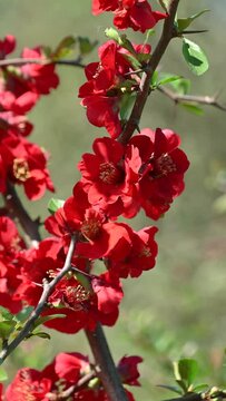 Beautiful red flowers of Chaenomeles superba. Spring bloom. Floral background.