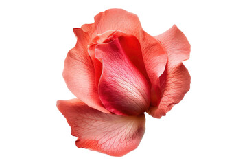 Rose petal blossom isolated on transparent background