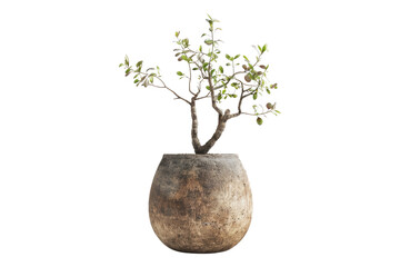 Rustic plant vessel organic isolated on transparent background