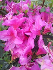 flowers in the garden