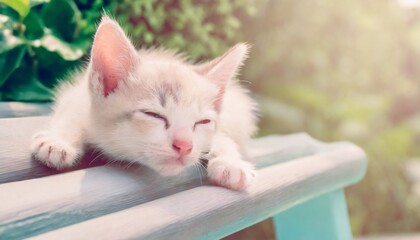 庭で日向ぼっこ 昼寝するかわいい子猫
