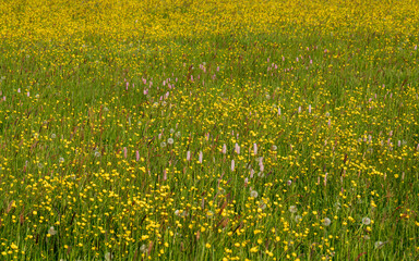 Floral background, field of different flowers. Forbs in the meadow. Yellow carpet of flowers