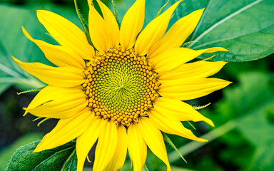 blossom sunflower in the garden