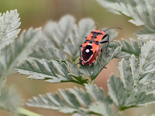 ladybug on a leaf