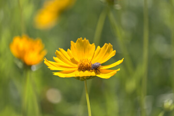 Beetle crawling on yellow Calendula flower with bokeh background.