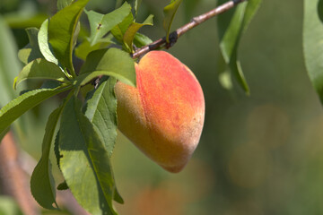 Organic Peach, first of the season, bright spring day.